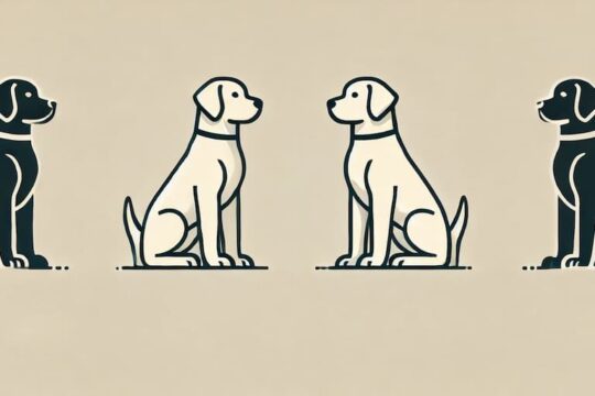 curiosidades sobre los perros labrador que te sorprenderan