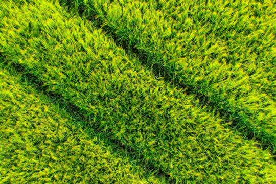 Reparar el cesped artificial