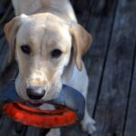 Labrador retriever cuanto ejercicio necesita al dia