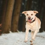 puedo correr con mi perro labrador retriever